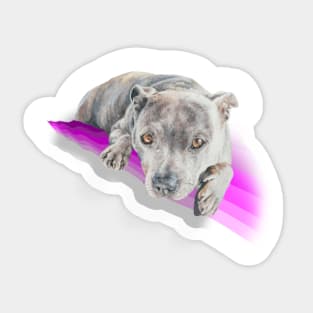 Beautiful blue staffie terrier on a rainbow pink wave! Sticker